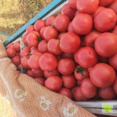 禹城万亩精品西红柿