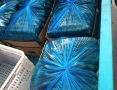 滑县黄瓜大量上市，产量一天比一天多