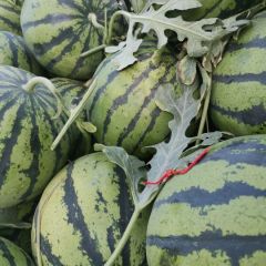 云南鲜西瓜 欢迎各地客商联系我