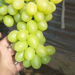 饶阳维多利亚葡萄大量上市