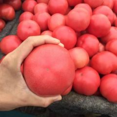 精品西红柿大量上市中…