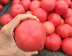 精品西红柿大量上市中…
