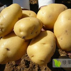 供应大量荷兰十五号土豆，产地直销，可以去实地考察