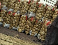 泗水大棚土豆供应