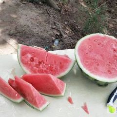 2020 无籽8424西瓜 张放诚信代办