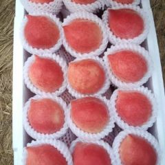 唐山乐亭县大棚桃大量上市