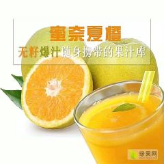 夏橙产地直销，挂树鲜果，看园采果
