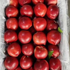 河北省唐山市乐亭县，被誉为中国仙桃之乡