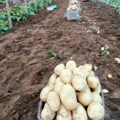 滕州荷兰土豆大量上市