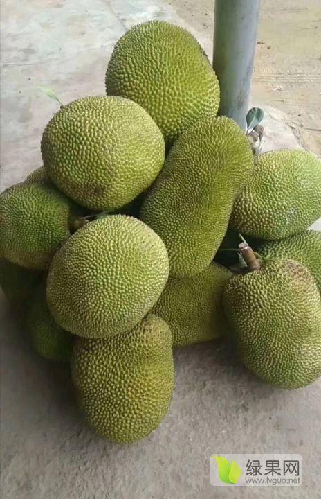 2020年广东高州菠萝蜜价格