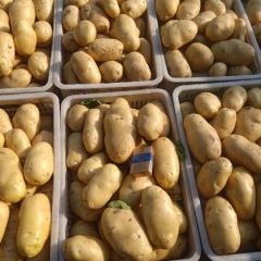 聊城优质大棚鲜土豆！