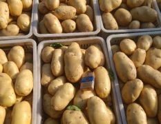 聊城优质大棚鲜土豆！
