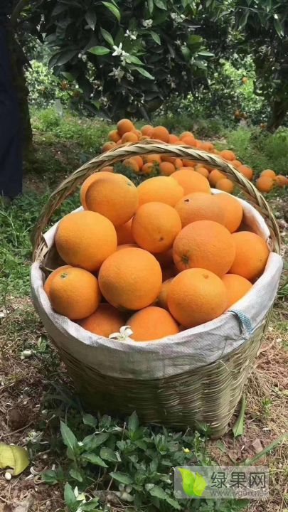 2020年湖北秭归秭归伦晚价格