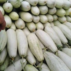 山东莘县大量供应甜瓜