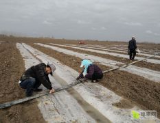 新疆下野地农人小琴家的西瓜6月底会大量上市