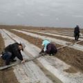 新疆下野地農人小琴家的西瓜6月底會大量上市