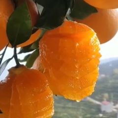 湖北秭归伦晚.中华红.夏橙大量销售中