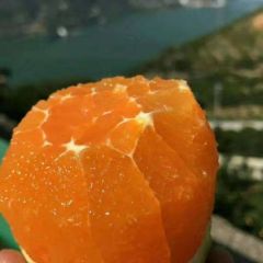 夏橙.秭归夏橙.伦晚