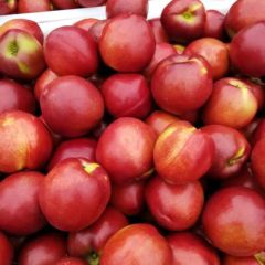 山东大棚油桃脆甜