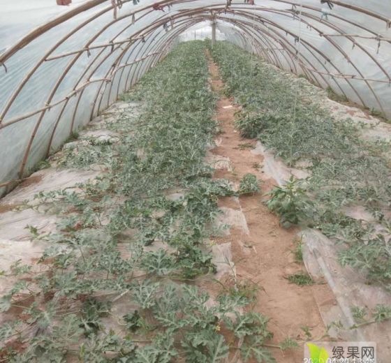 2020年河南夏邑8424西瓜价格