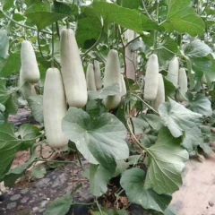 代收各类甜瓜，产地直销