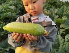 邯郸临漳绿色西葫芦最大蔬菜批发市场