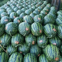 陕西甜王西瓜价格，甜王西瓜批发，甜王西瓜基地