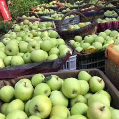 青苹果上市价格低适合中小市场