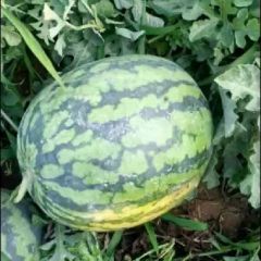陕西西瓜最新批发价格产地直供陕西西瓜批发基地