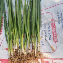 河北衡水深州市大量供应小葱