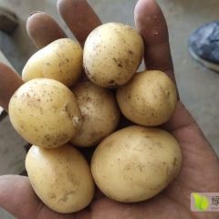 迷你小土豆酱土豆油炸土豆烧烤土豆