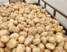 土豆中薯五号大量上市了有需要的联系13886226770