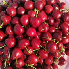 陕西樱桃最新批发价格产地直供