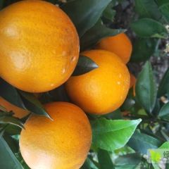 大量优质夏橙货源供应