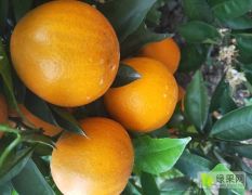 大量优质夏橙货源供应