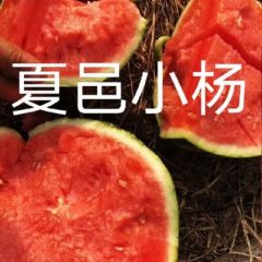 美都 麒麟8424西瓜