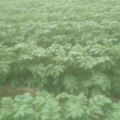 南阳市宛城区黄台岗镇万亩土豆种植基地一高堂村大陈砦国豪蔬