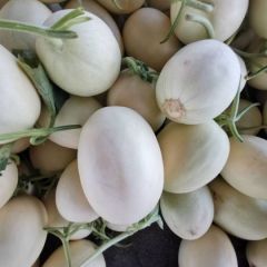 东方蜜一号甜瓜成熟上市，白皮红肉口感甜。