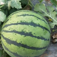 山东费县星西瓜、甜瓜大量上市。