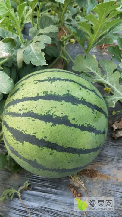 2020年山东费县星甜二十价格