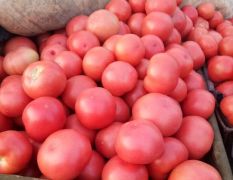 河南滑县硬粉西红柿聚焦市场