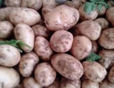 兴佳中薯土豆，荷兰十五大量上市，货源充足，量大从优，产地