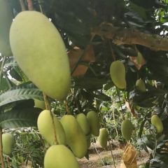 芒中秋色，囊中羞涩