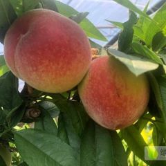 山西运城夏县春雪蜜桃