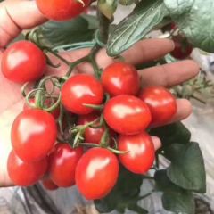 圣女果直销，糖度12个以上