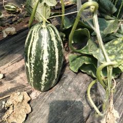 博洋甜瓜已成熟，欢迎采购