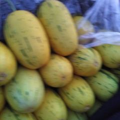 山东莘县洋香瓜生产基地