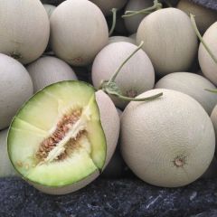 山东莘县洋香瓜生产基地