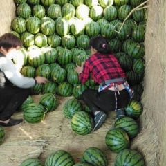 南乐县早春大棚甜王西瓜大量