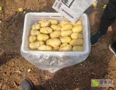 山东肥城新土豆大量供应，